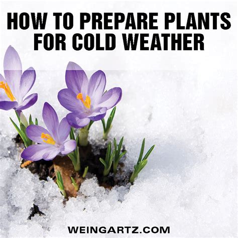 How To Prepare Outdoor Plants For Cold Weather Weingartz