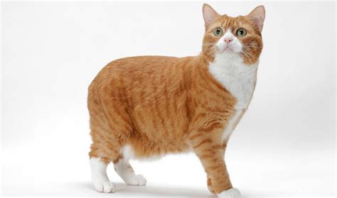 30 Most Awesome Orange Manx Cat Pictures And Images
