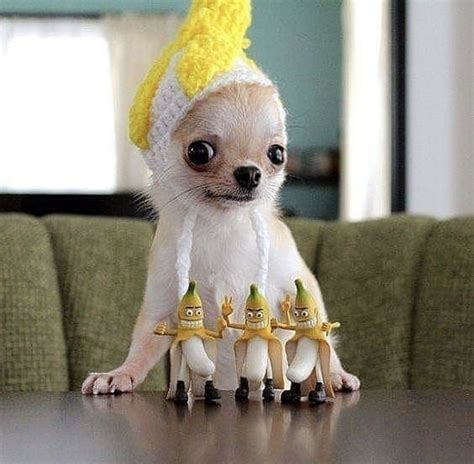 Pin By Sandy Loewen On Chihuahua Lover Cute Baby Animals Cute Funny