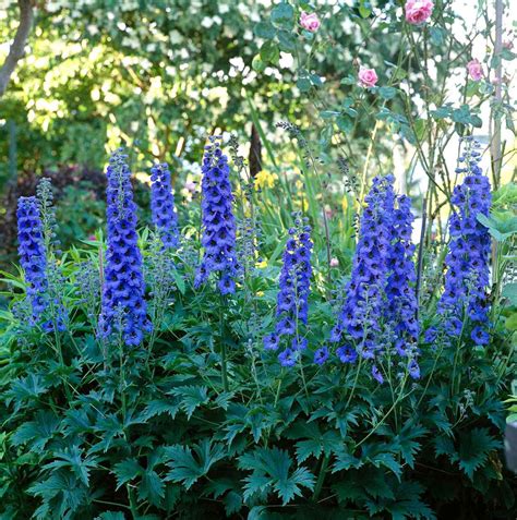 Delphinium Better Homes And Gardens