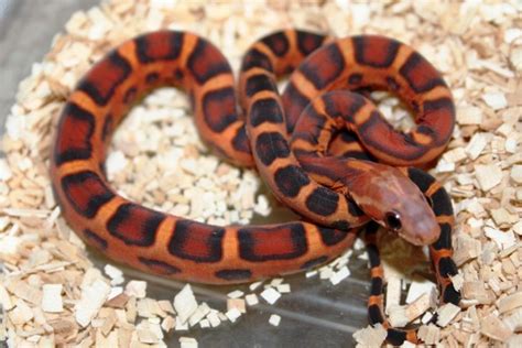 We did not find results for: madelainerosewalker | Corn snake, Snake, Pet snake