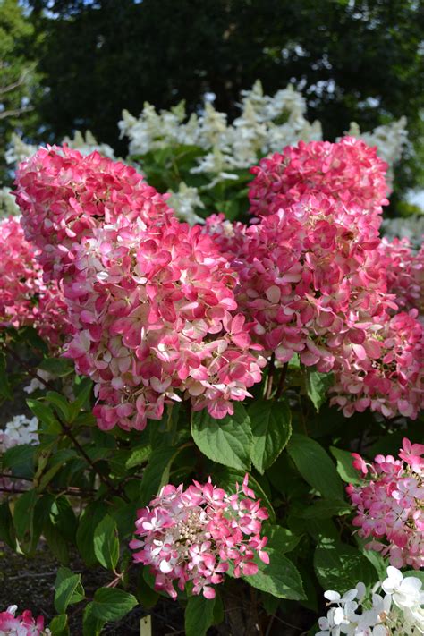 14 » jump to the end. Diamond Rouge Hydrangea - Plant Library - Pahl's Market ...