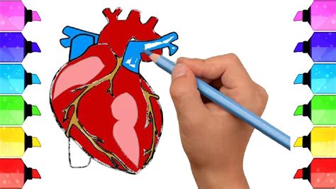 How To Draw Human Heart Anatomy Color Drawing For Kids Youtube