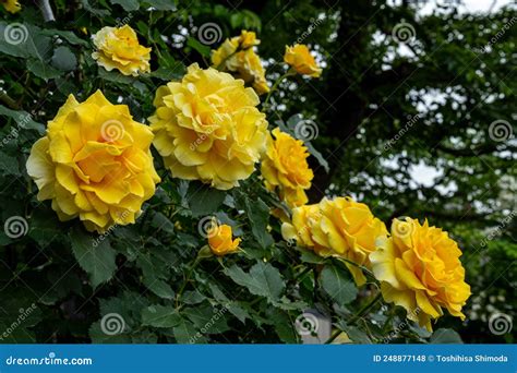 Beautiful Yellow Roses Blooming In The Rose Garden Stock Photo Image