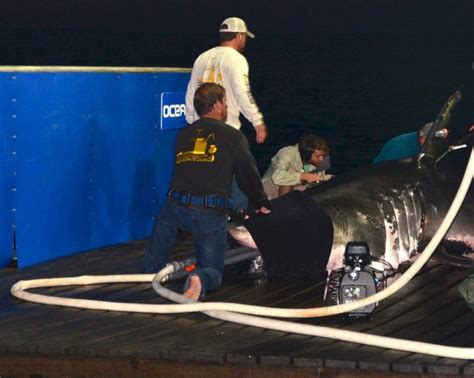 Real Life Jaws Arrives In The Hamptons Westhampton Ny Patch