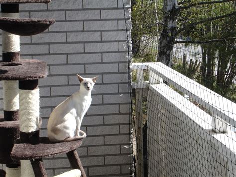 Feline Friendly Balconies The Ultimate Guide To Cat Proof Fencing
