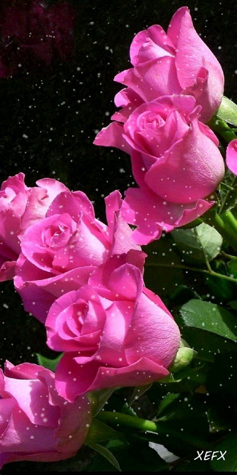 Roses Flower  Roses Flower Sparkle Discover Share S My Xxx Hot Girl