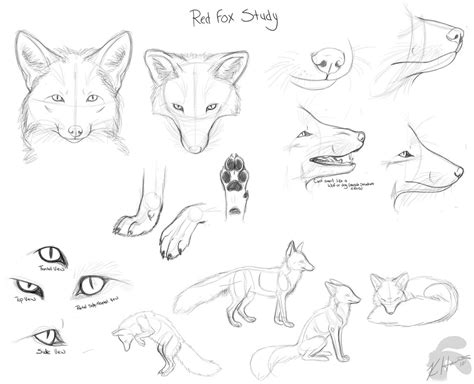 Sep 02, 2013 · start by making the guides for the head and snout like you see here. red fox doodles by Krissyfawx on DeviantArt