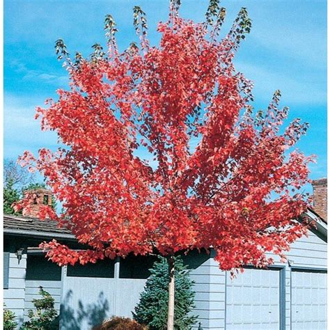 127 Gallon Pacific Sunset Maple Shade Tree In Pot L14855 In The