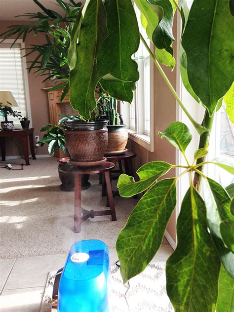 10 Best Houseplants That Clean The Air In Your Home Doctor Scott