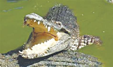 Fact Did You Know Crocodiles And Alligators Newspaper Dawncom