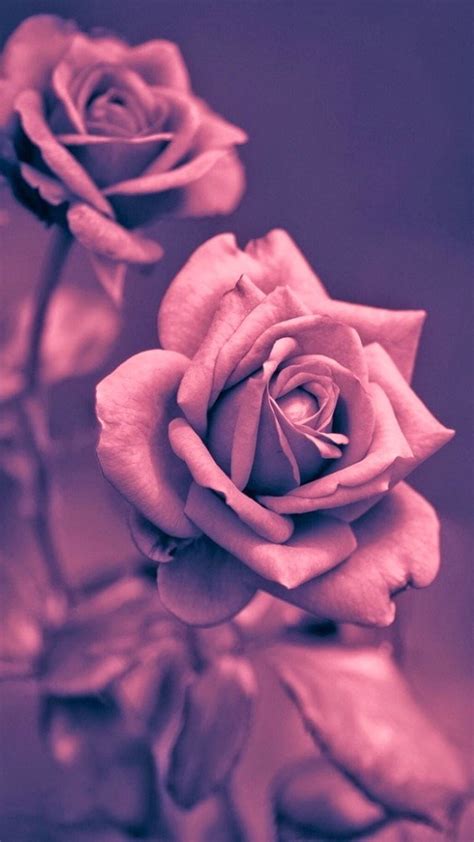 Beautiful Pink Rose Closeup Iphone 8 Wallpapers Rose