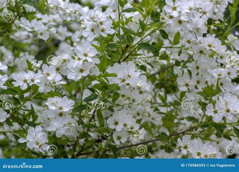 Exochorda Racemosa Snow Mountain White Flowering Shrub Ornamental