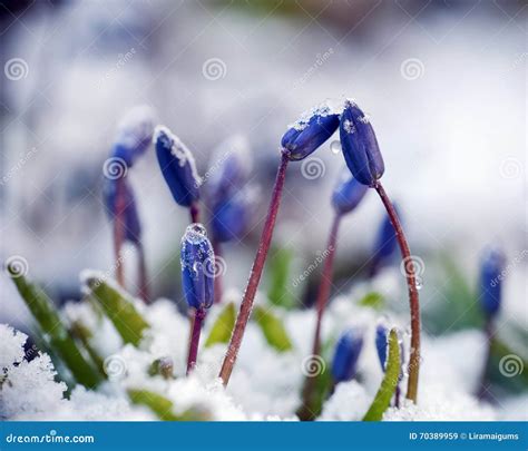 Blue Spring Flowers In The Snow Stock Image Image Of Cold Flowers