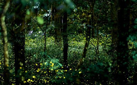 Fireflies Forest Wallpaper Nature Wallpaper