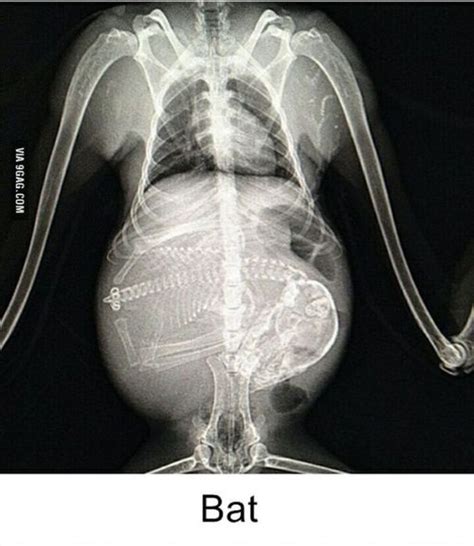 Interesting X Rays Of Pregnant Animals 15 Pics