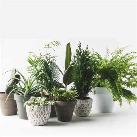Not only do i think plants fill a space with warmth, but they also create a real vibe of hominess. THE NOT SO OBVIOUS BENEFITS OF HAVING INDOOR HOUSE PLANTS ...