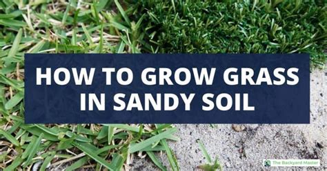 How To Grow Grass In Sandy Soil Best Grasses For Sandy Yards The Backyard Master
