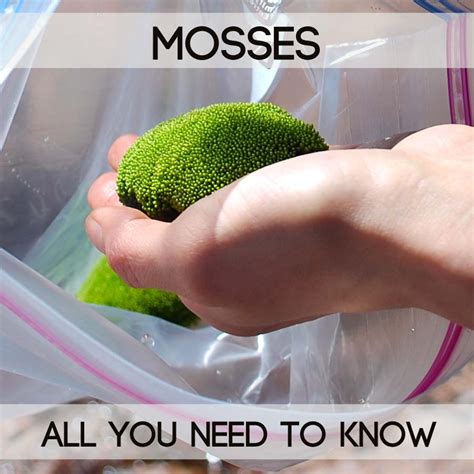 Mosses 101 How To Grow Moss Plants Indoors And Out
