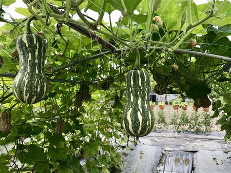 Growing Squash Vertically Up Up And Away They Grow Growing Squash
