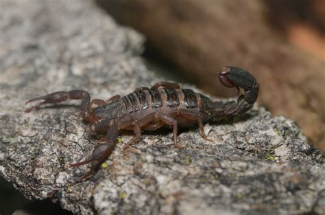 Filepregnant Scorpion Wikimedia Commons