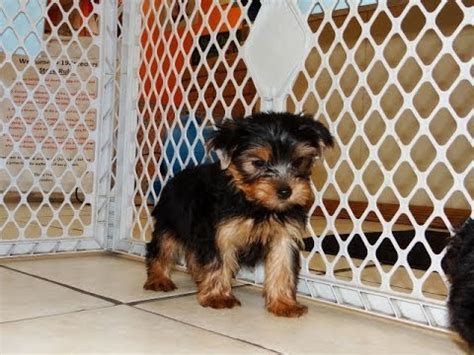 They get their first set of puppy shots, dewormed and vet checked before they leave to their new forever home. Yorkshire Terrier, Yorkie, Puppies, Dogs, For Sale, In ...