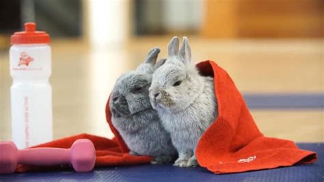 gym bunnies are your easter weekend fitness motivation abc news