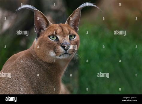Caracal African Lynx In Green Grass Vegetation Beautiful Wild Cat In