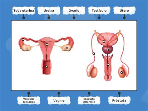 Aparato Reproductor Masculino Y Femenino Diagrama Etiquetado