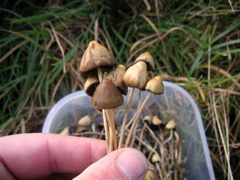 Buy Liberty Caps Mushroom Online Psychedelic Passion