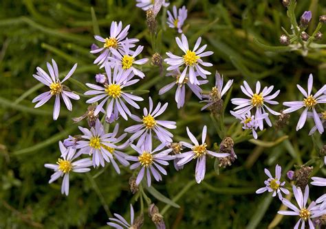 Sea Aster Aster Tripolium Photograph By Bob Gibbons
