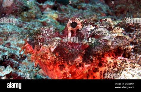 Lionfish Scorpionfish Poisonous Bright Red Underwater On Seabed In