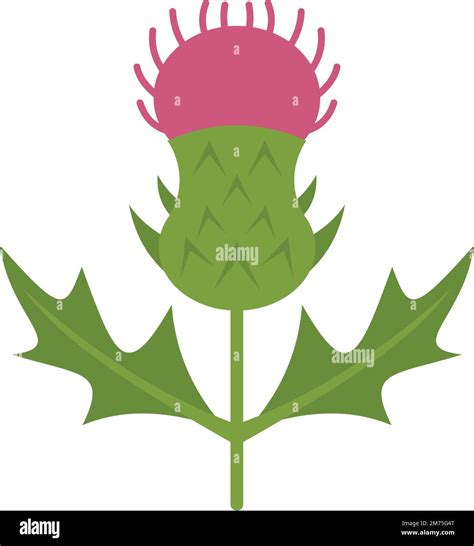 Thistle Uk Stock Vector Images Alamy
