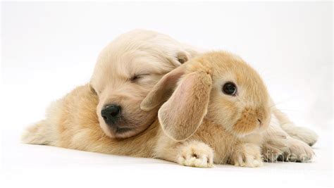 1920 x 841 jpeg 441 кб. Rabbit And Puppy Photograph by Jane Burton
