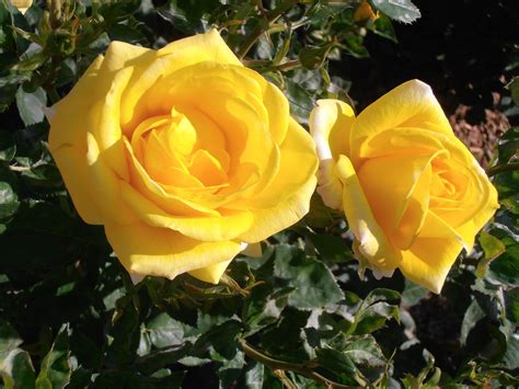 Rosas Amarillas Imagen And Foto Plantas Flores Naturaleza Fotos De
