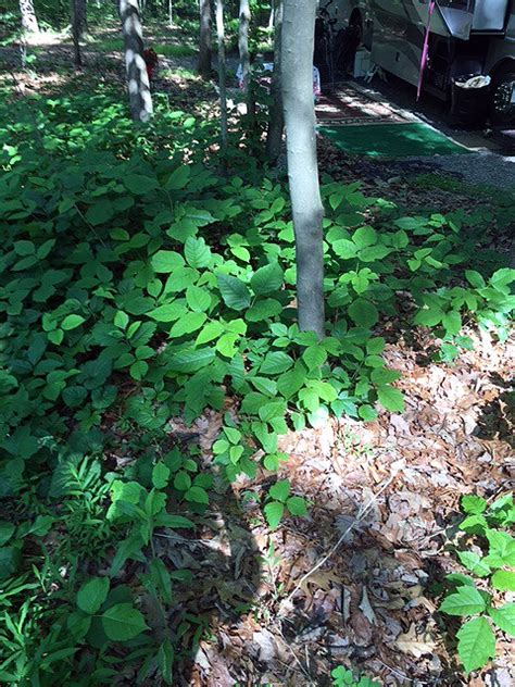 Parks Staff Battle Poison Ivy And Rash Of Other Weeds At Little Bennett