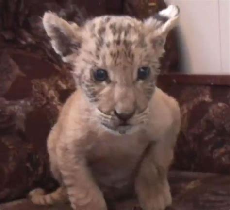 Baby Liger Born At Russian Zoo