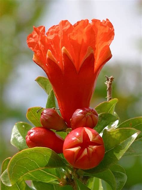 Maybe you would like to learn more about one of these? 151 best images about Amazing plants, my pick. on ...