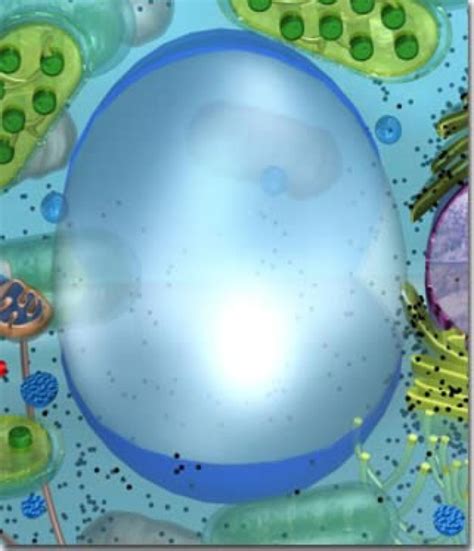 Plant Cell Vacuole Vacuole Image Without Labels Aflam Neeeak