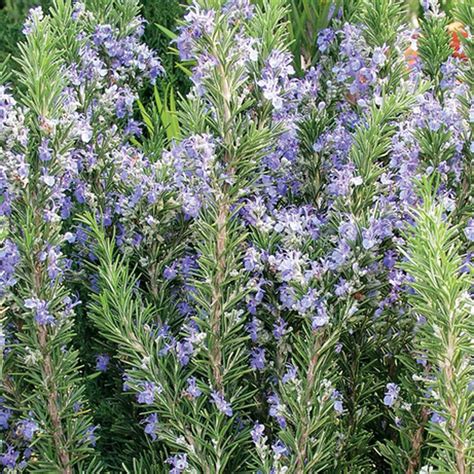 Rosemary Tuscan Blue Pohlmans The Plant People Phone 07 5462 0477
