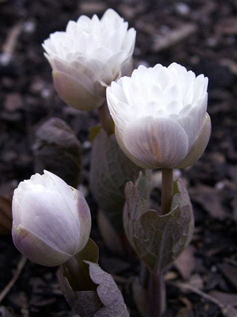 A Study In Contrasts Passalong Surprise Double Flowered Bloodroot
