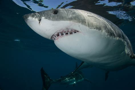 Biggest Great White Shark Ever Pictures Show Monster Creature In