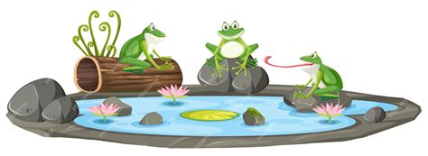 Premium Vector Isolated Frog In The Pond