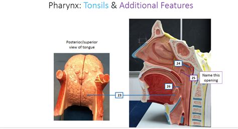 Pharynx Tonsils Diagram Quizlet