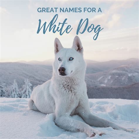 Whats A Good Name For A White Dog