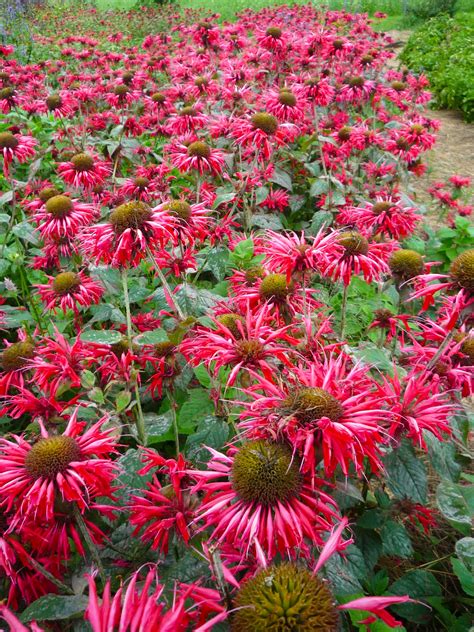 Pflege und schneiden | ist sie giftig? Indianernessel Monarda - fistulosa 'Balance' | online kaufen