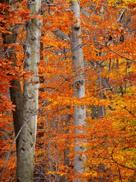Beech Trees With Autumn Foliage Dave Aragona Flickr