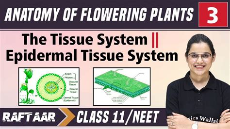 Anatomy Of Flowering Plants 03 The Tissue System Epidermal Tissue