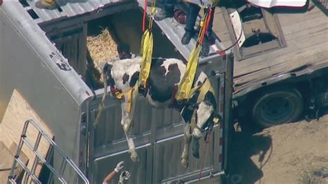 Trailer Carrying Animals Overturns On Socal Freeway Abc7 San Francisco