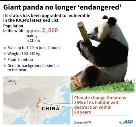 Survey Finds Giant Pandas No Longer Endangered In China